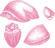 Beef Organs